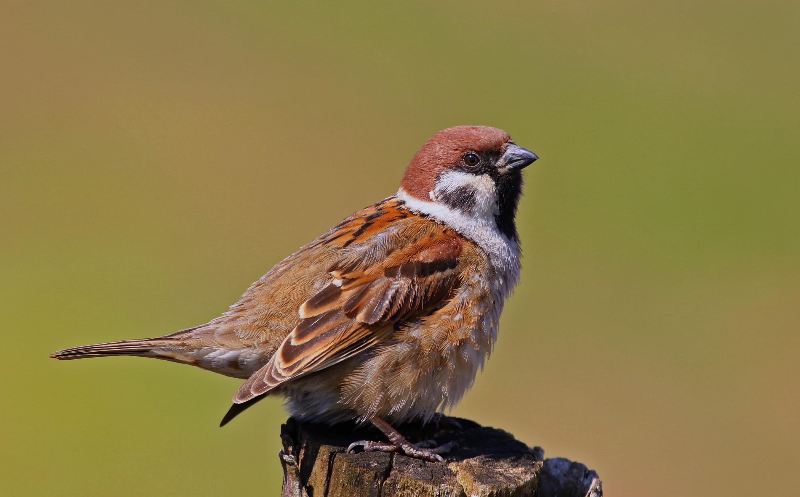 Eurasian Tree Sparrow